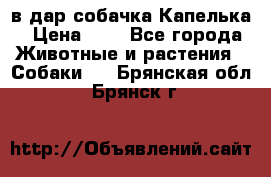 в дар собачка Капелька › Цена ­ 1 - Все города Животные и растения » Собаки   . Брянская обл.,Брянск г.